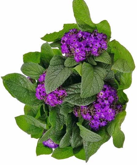 Heliotropium arborescens - vanilkový krík - Moje Kvety nádherne vonia