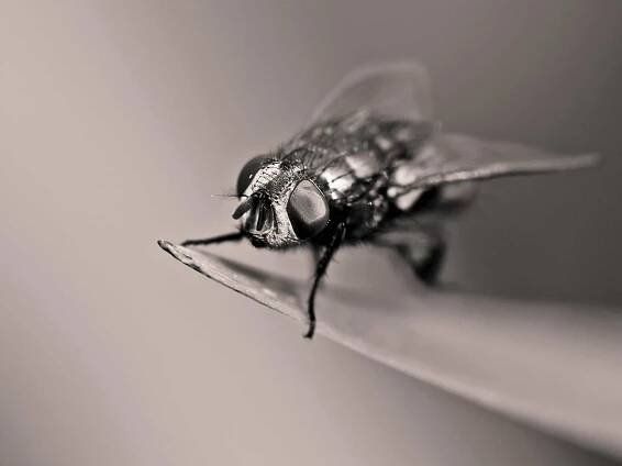 monochromatický, makro, hmyz, volně žijící zvířata, příroda, biologie, bezobratlých, zvíře