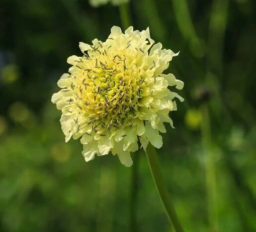 File:Cephalaria dipsacoides. Locatie, De Kruidhof Buitenpost.jpg - Wikimedia Commons