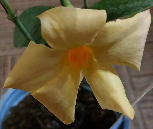Mandevilla (Mandevilla Sundevilla) 'Gold' žlutá