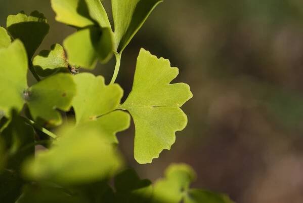 Jinan dvoulaločný Tubifolia (Ginkgo biloba)