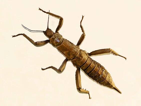 Eurycantha