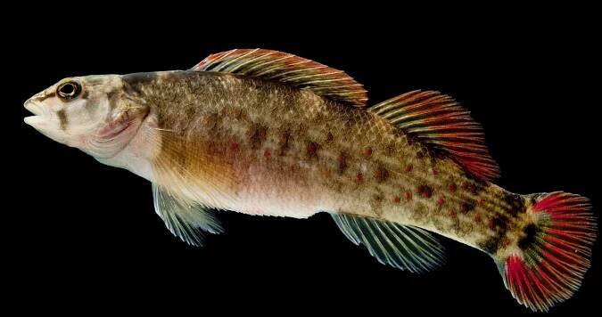 Darters — Conservation Fisheries