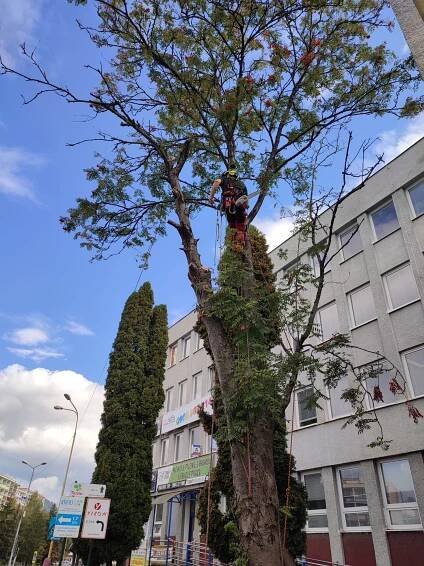 Rizikové kácení stromů od 700 Kč Praha, Vinohrady Quercus services, s.r.o. • Firmy.cz