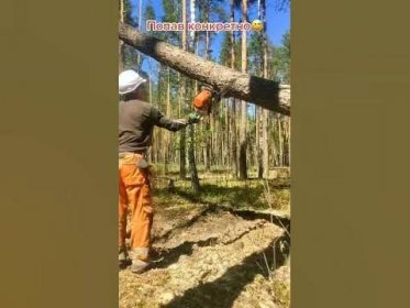 Dangerous Wood Cutting #treecutting #tree #amazing #shorts