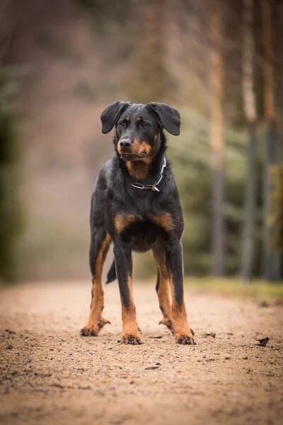 Canis Mayrau – 3. stránka – Chovatelská stanice beauceronů