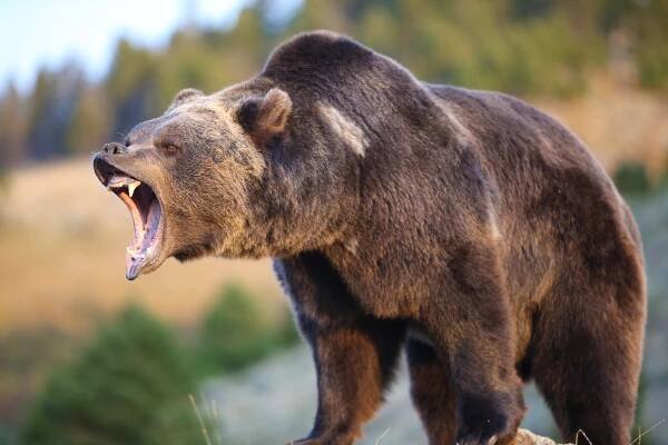 Grizzly Bear Facts