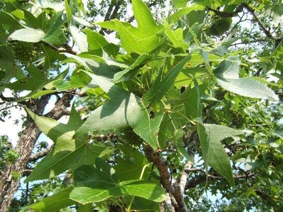 Liquidambar styraciflua