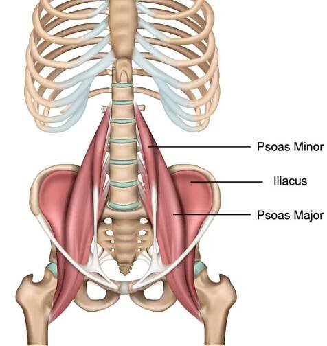 The psoas minor, psoas major, and iliacus muscles