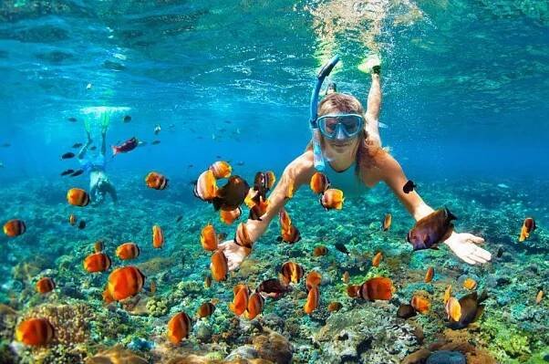 Dolphin Watching & Snorkelling