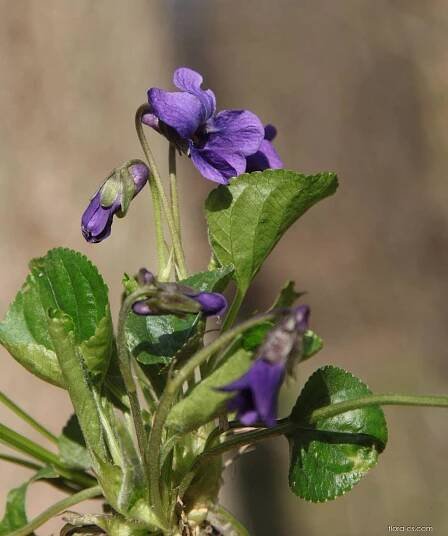 Violka vonná (Viola odorata)
