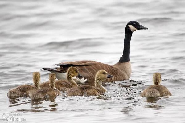 Berneška velká | Naturfoto.cz