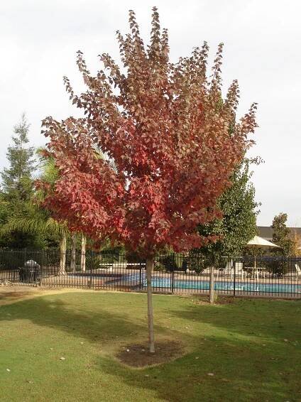 Acer rubrum 'Red Sunset' - Red Maple - Image 4