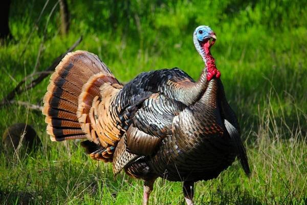Misplaced Trust: The Thanksgiving Turkey's Tale