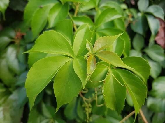 Loubinec pětilistý (Parthenocissus quinquefolia) – Profimedia.cz