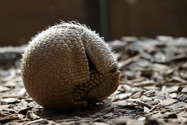 Překvapení v Zoo Plzeň: Malého pásovce máma týdny schovávala