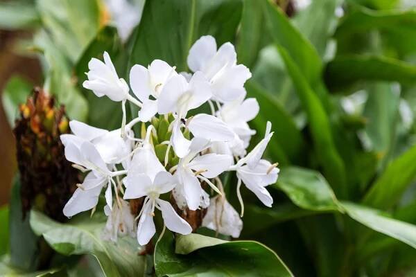 How to Grow and Care for Ginger Lilies