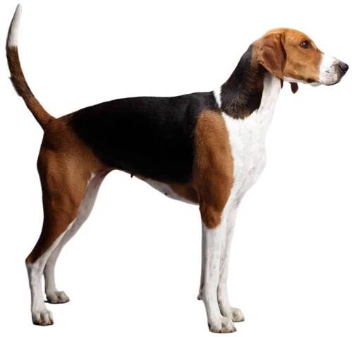 American Foxhound
