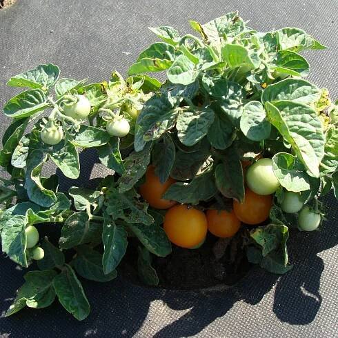 Osivo rajčat – Rajče Venus – Solanum lycopersicum