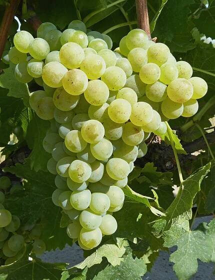 PlantGrape, catalogue des vignes cultivées en France