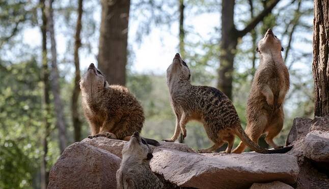 mammal-4702201_1920