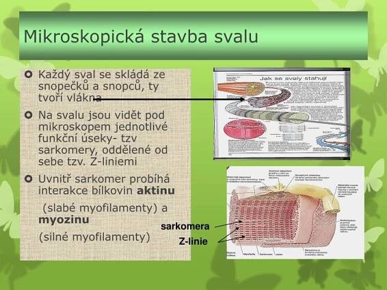 PPT - Fyziologie svalového stahu PowerPoint Presentation, free download - ID:2152541