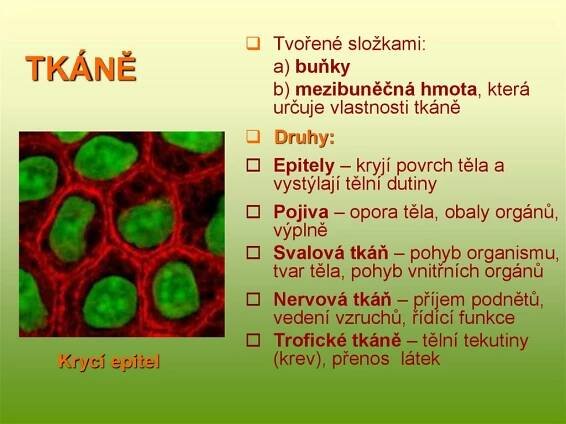 TKÁNĚ