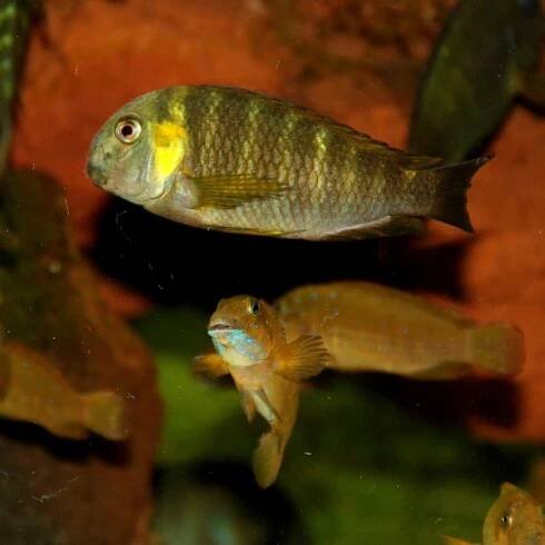 Tropheus sp Canary cheek - Ponuka - Cichlidae