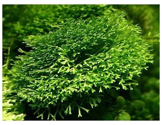 Riccia sp. Dwarf