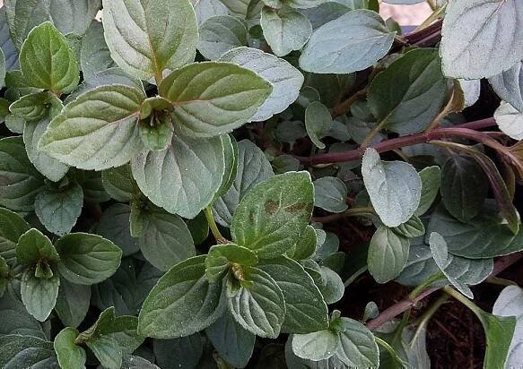 Čokoládová máta (čokoláda, čokoláda Mentha): výsadba a péče, kultivační vlastnosti, užitečné vlastnosti