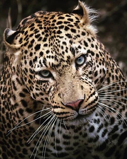 a close up of a leopard with blue eyes