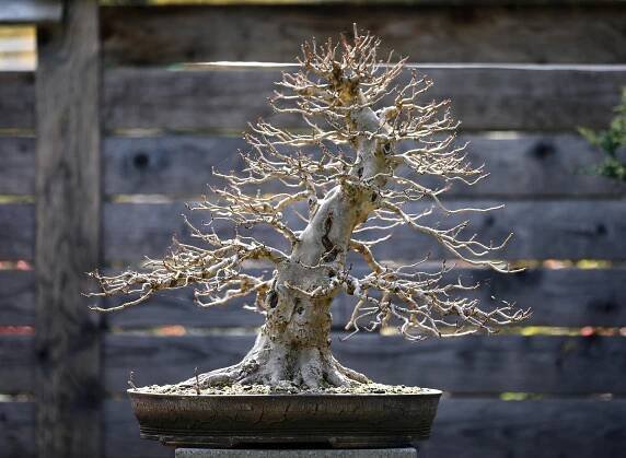 Jak zazimovat bonsai - Bonsai-shop.cz