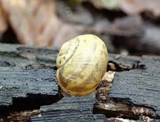 Cepaea hortensis - páskovka keřová