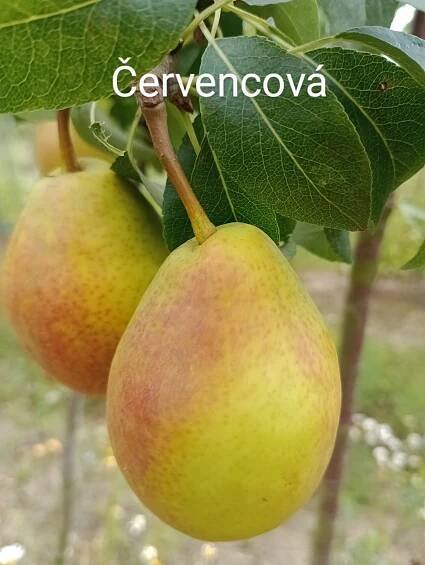 Nabídka – Ovocnářská a okrasná školka ing. Eichler