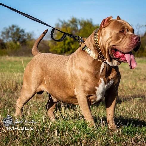 Male XXL pitbull