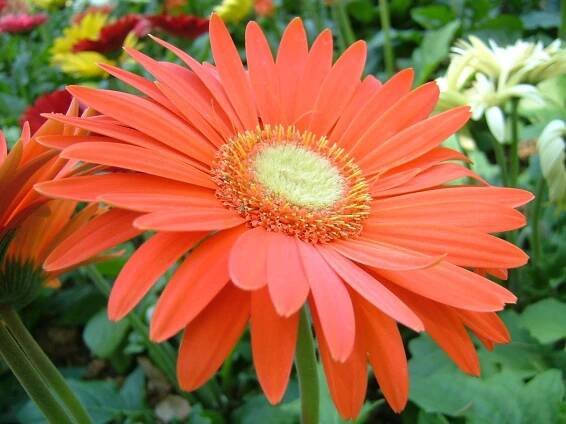 Jaké vyžaduje Gerbera v květináči pěstování
