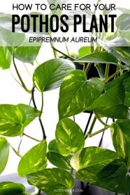 Close up of golden pothos plant. Text on image: How to care for your pothos plant epipremnum aureum. modandmint.com