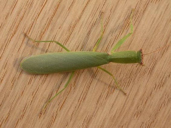 Orthodera
