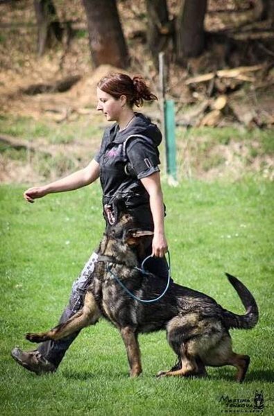 TENEBRIS BOHEMIA - German Shepherd Dog kennel, CHS Tenebris, morpheus anrebri, martina trnkova, GSD, GSD kennel, german