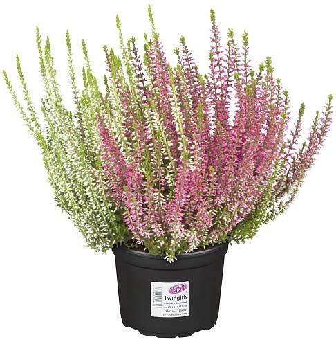 Vřes obecný (Calluna vulgaris) "Gardengirls-Twin", pr. kv. 17 cm
