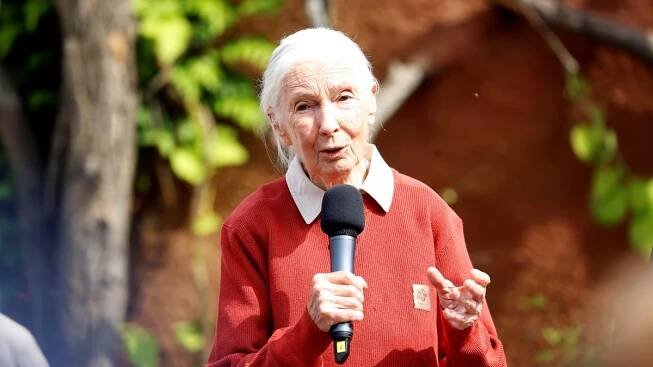 Zemřela Jane Goodallová (†91): Slavná bioložka zasvětila život šimpanzům