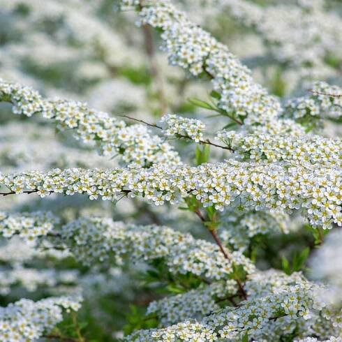 Tavolník šedý 'Grefsheim' (Spiraea cinerea) Květináč 2.0 l