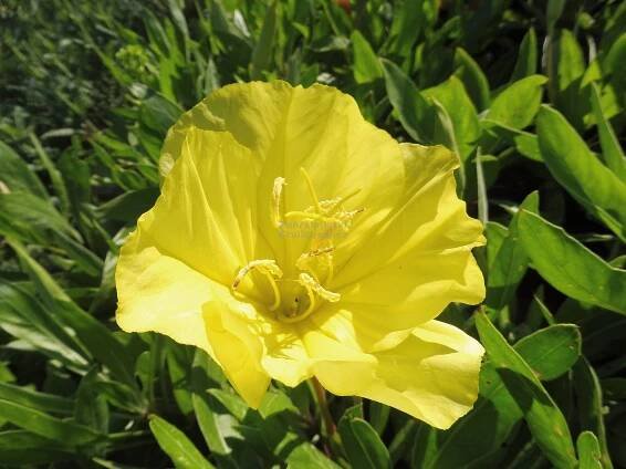 Oenothera macrocarpa ( missouriensis ) - pupalka Zahradnictví Krulichovi - zahradnictví, květinářství, trvalky, skalničky
