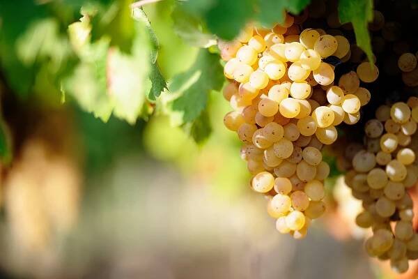 Sauvignon Blanc: Rebsorte im Portrait