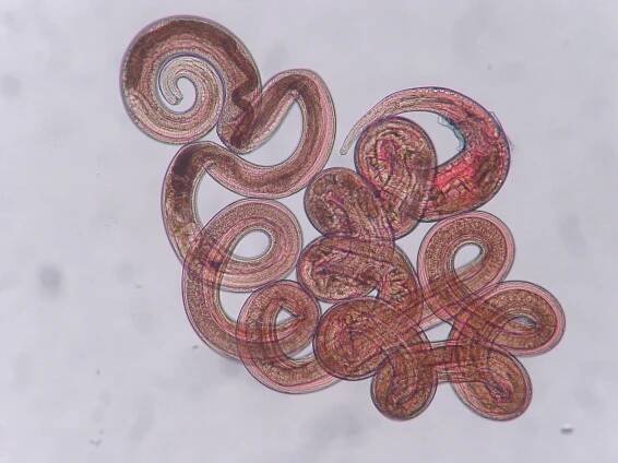 Helminth Parasites – Maizels Lab