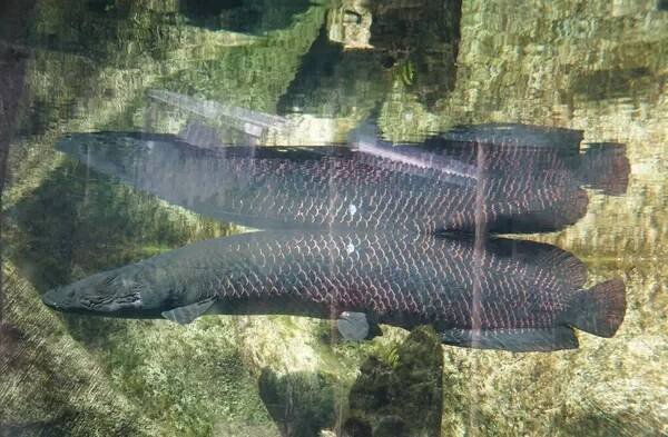 Velká Arapaima s odrazem na hladině — Stock obrázek