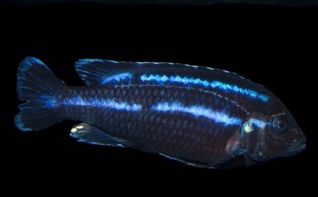 Paralelní pruhovaný Mbuna (samec) Melanochromis parallelus.jpg