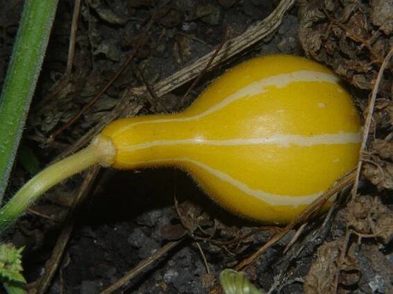 Cucurbita pepo