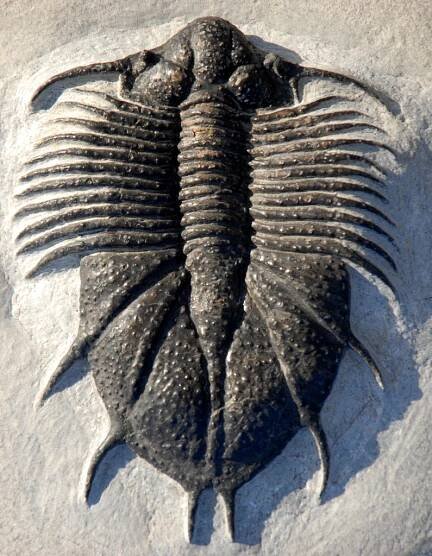 Acanthopyge