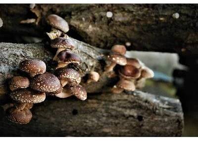 BIO True Shiitake čerstvé, 500 g